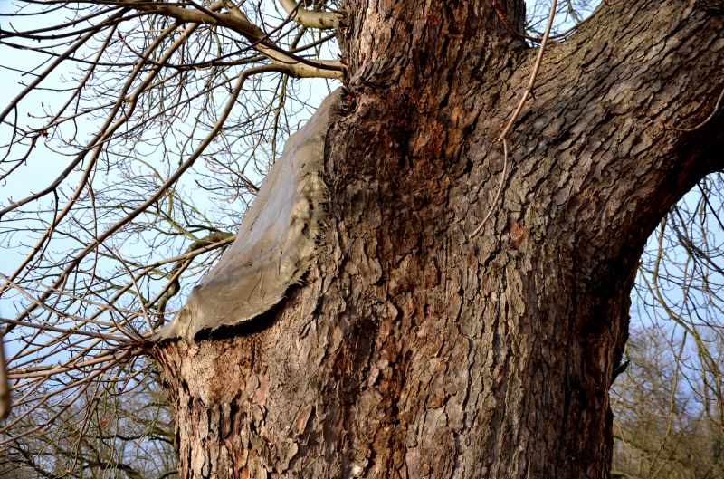 Arborist Spraying in Reno, NV