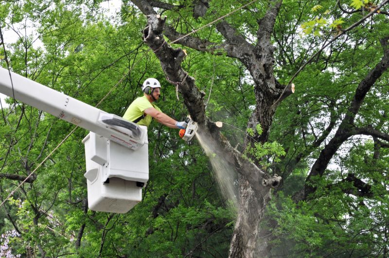 Arborist Tree Service in Reno, NV