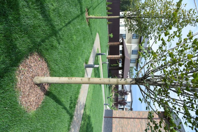 Cherry Tree Planting in Ventura County, CA