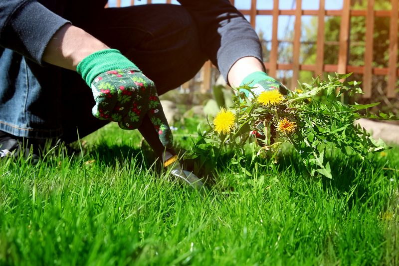 Flower Bed Weeding Service in Ventura County, CA