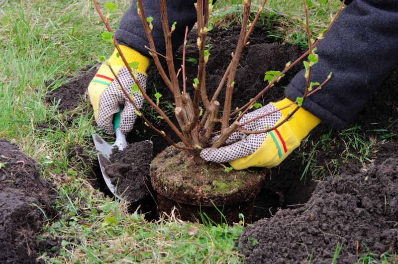 Home Gardening Service in Ventura County, CA