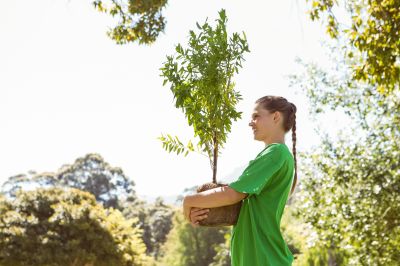 Japanese Cherry Tree Planting in Honolulu, HI