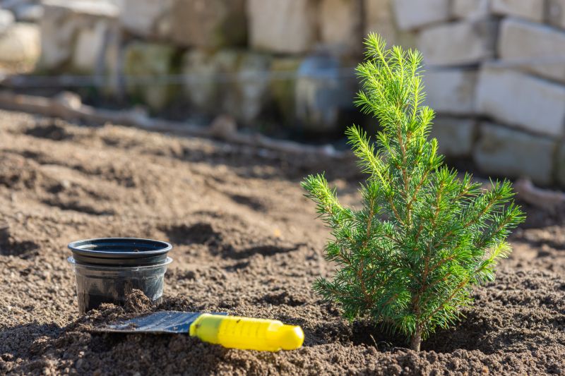 Maple Tree Planting in Honolulu, HI