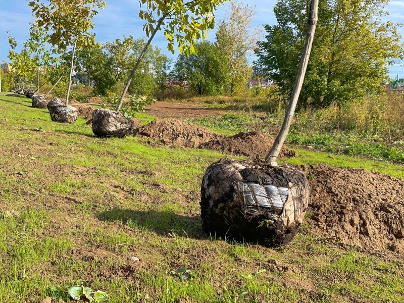 Orchard Planting in Ventura County, CA