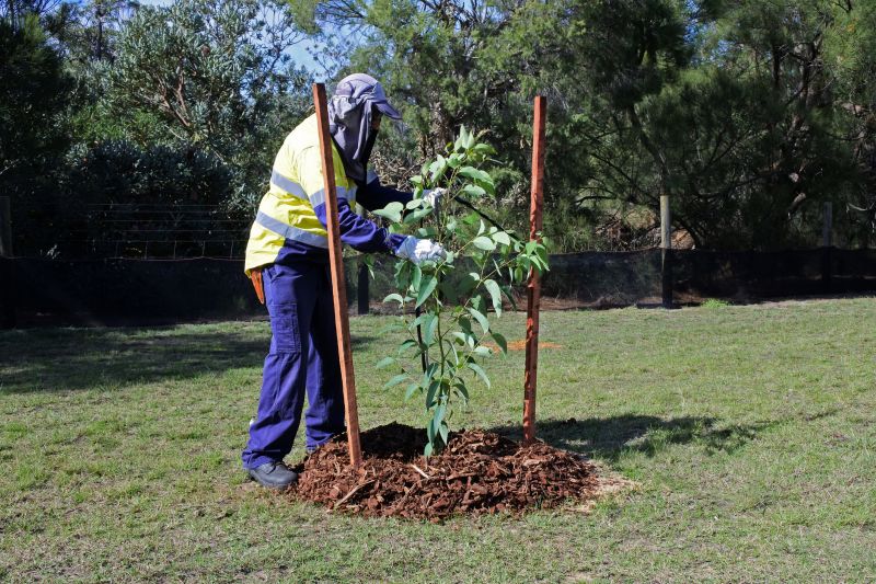 Pear Tree Planting in Ventura County, CA