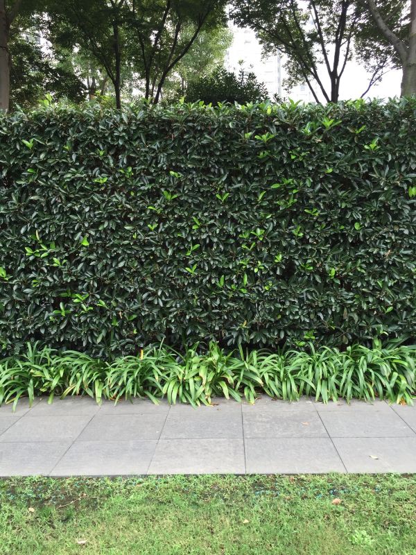 Privacy Hedge Planting in Ventura County, CA