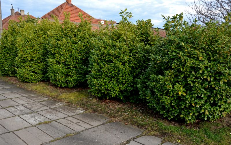 Privacy Hedge Planting in Ventura County, CA