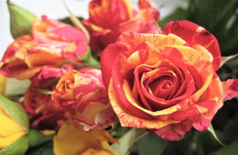 Rose Bush Planting in Honolulu, HI
