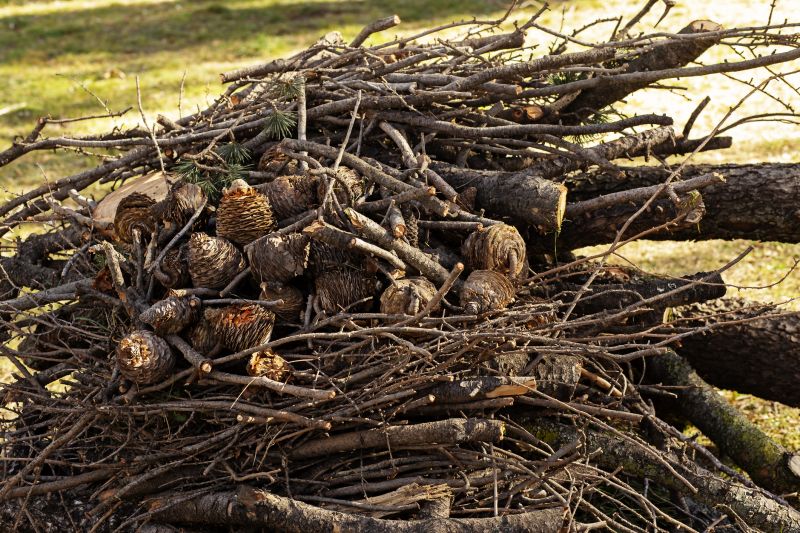 Tree Debris Removal in Honolulu, HI