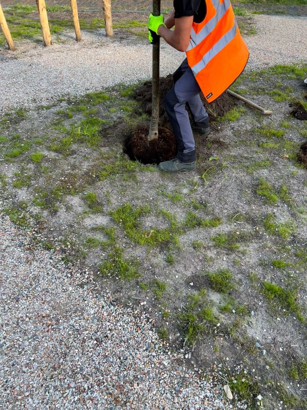 Tree Landscaping in Honolulu, HI