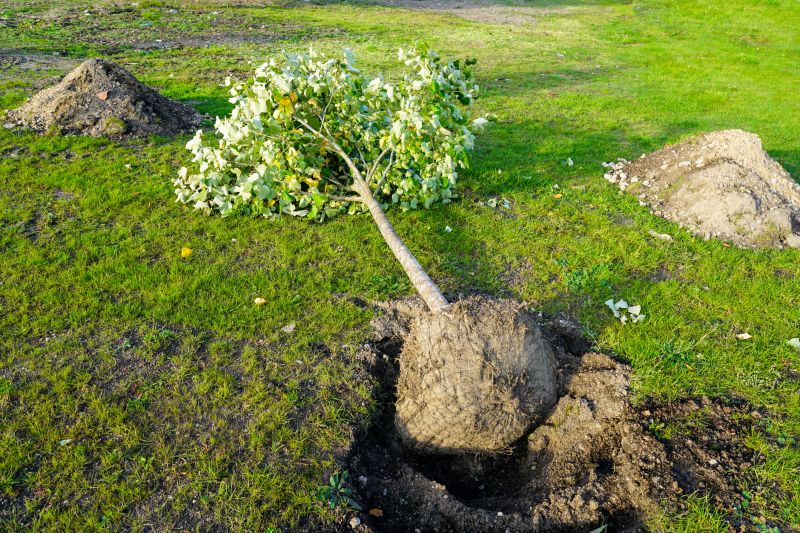Tree Landscaping in Honolulu, HI