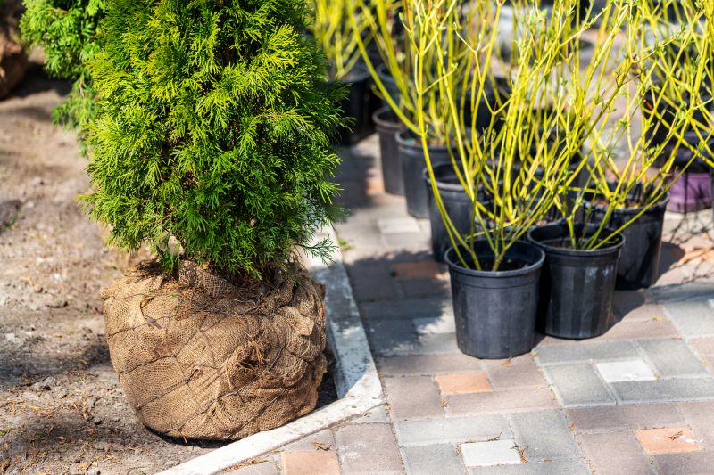 Tree Landscaping in Ventura County, CA