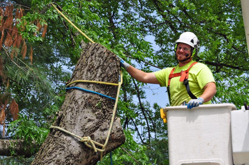 Tree Straightening Service in Reno, NV