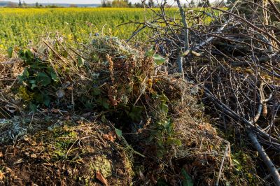 Cleanup and Restoration